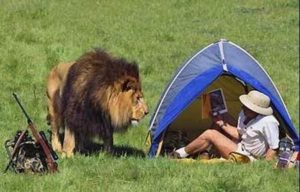 Lion
